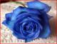 الصورة الرمزية الوردة الزرقاء